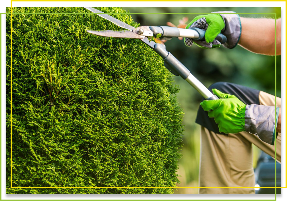 Shrub & Tree Trimming in Charlotte Schedule Landscaping 4th